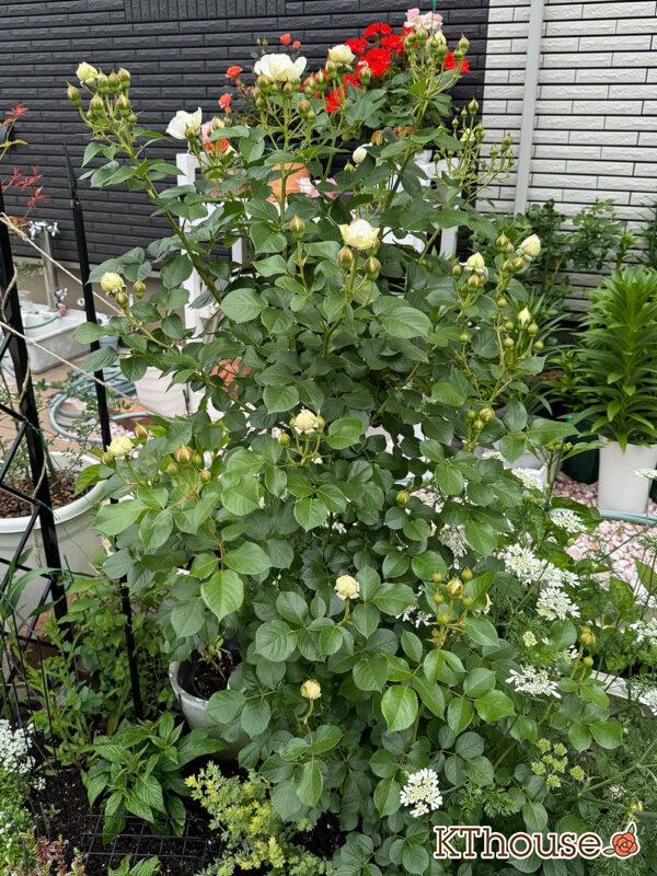 シュラブローズ・バラ「クリスティアーナ(christiana)」2025/5/9