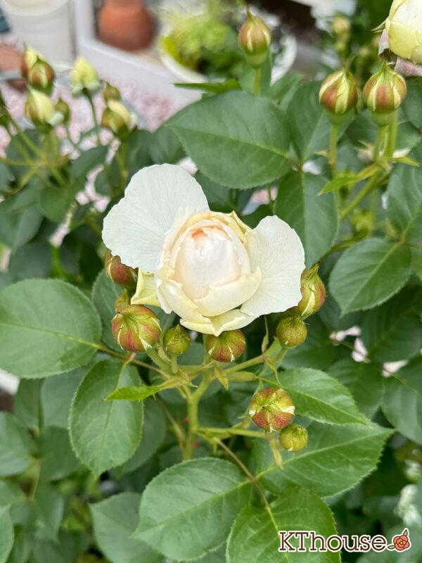 シュラブローズ・バラ「クリスティアーナ(christiana)」2025/5/9