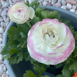 ラナンキュラス 綾リッチ 1/18