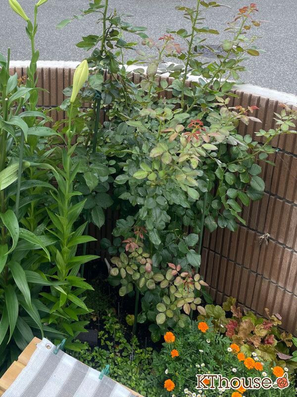 シュラブローズ・バラ「クリスティアーナ(christiana)」2024/7/2