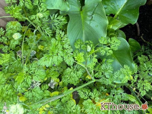 オルラヤ・オルレア(ホワイトレースフラワー)(Orlaya grandiflora)2025/5/9