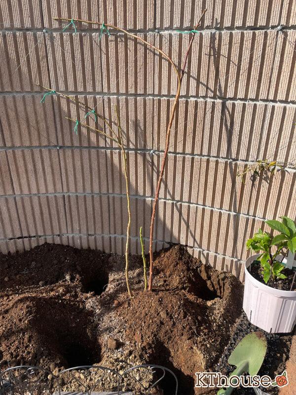 シュラブローズ・バラ「クリスティアーナ 寒肥(christiana)」2024/1/19