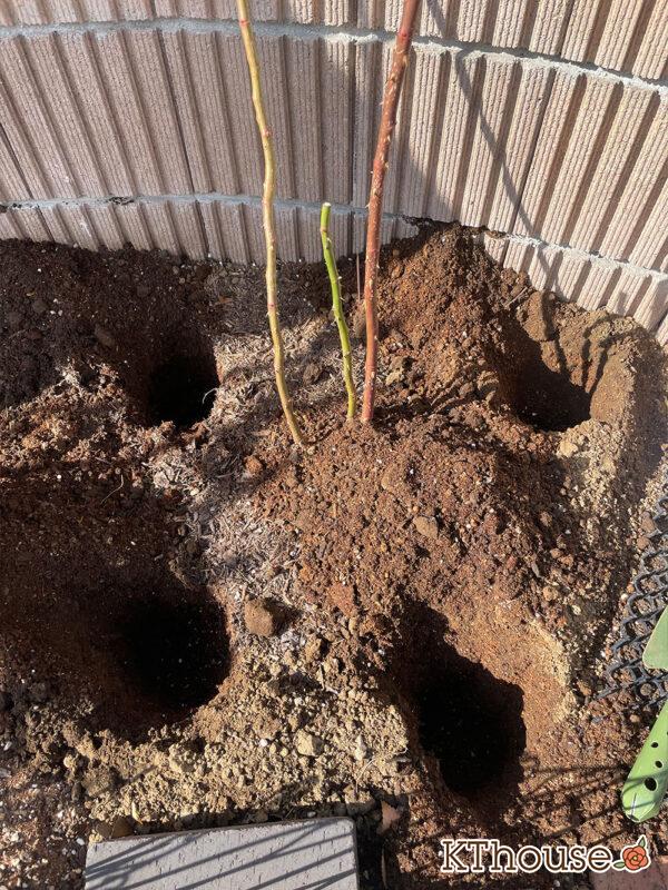 シュラブローズ・バラ「クリスティアーナ 寒肥(christiana)」2024/1/19