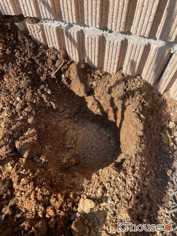 シュラブローズ・バラ「クリスティアーナ 寒肥 骨粉入り油かす(christiana)」2024/1/19