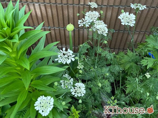 オルラヤ・オルレア(ホワイトレースフラワー)(Orlaya grandiflora)2025/5/11