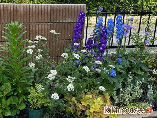 オルラヤ(オルレア)の種まき 2025/5/11