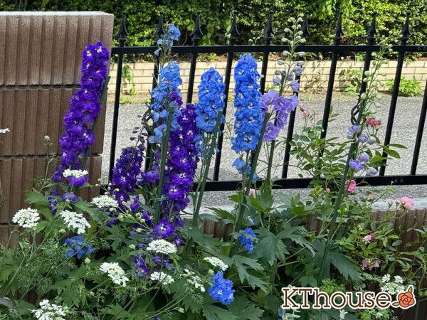 デルフィニウム・オーロラ 2025/5/8