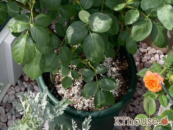 バラ・ブルームーン(rose blue moon) 2024/7/2