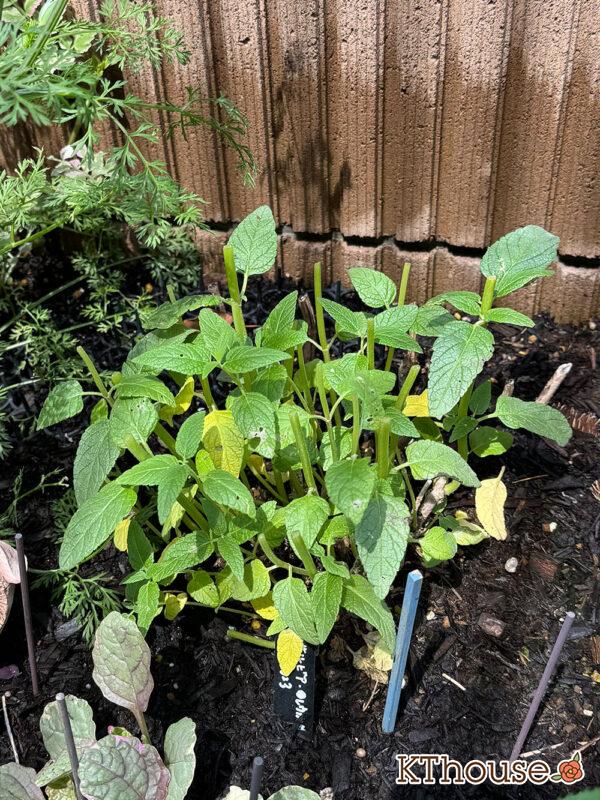 サルビア・レウカンサ フェアリーピンク Salvia leucantha fairy pink 2025/5/11