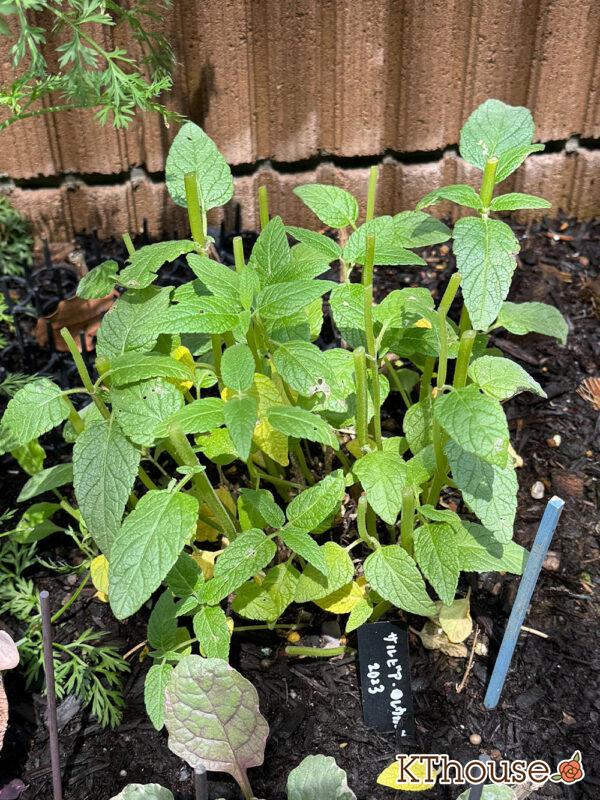 サルビア・レウカンサ フェアリーピンク Salvia leucantha fairy pink 2025/5/11