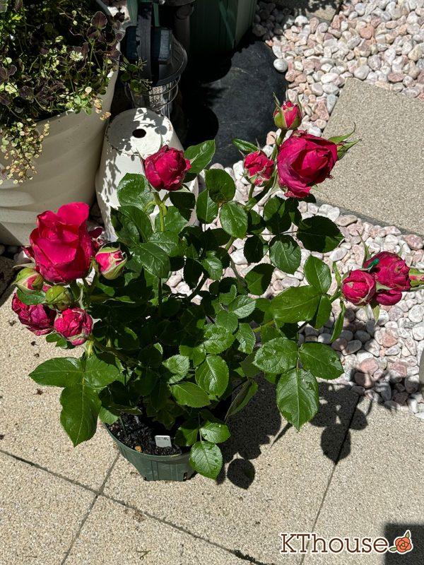 切りバラ挿し木苗 2025/5/11