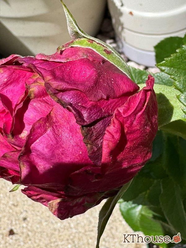 切りバラ挿し木苗 2025/5/11