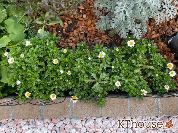 クリサンセマム(ノースポール/Chrysanthemum)2024/1/30