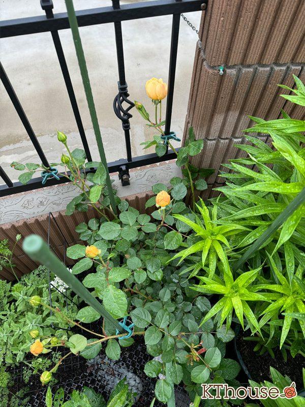 イングリッシュローズ・シュラブバラ ジュード・ジ・オブスキュア(David Austin Jude the obscure) 2025/5/12