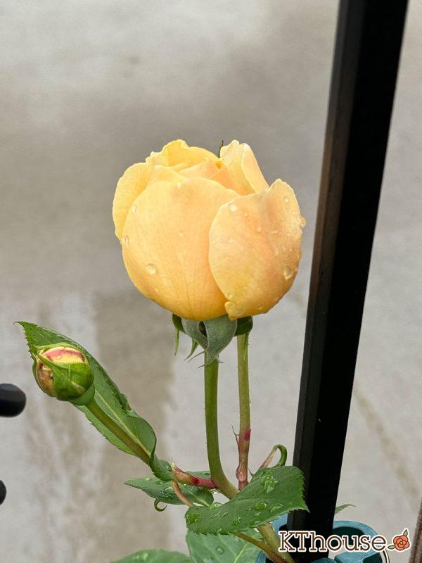 イングリッシュローズ・シュラブバラ ジュード・ジ・オブスキュア(David Austin Jude the obscure) 2025/5/12