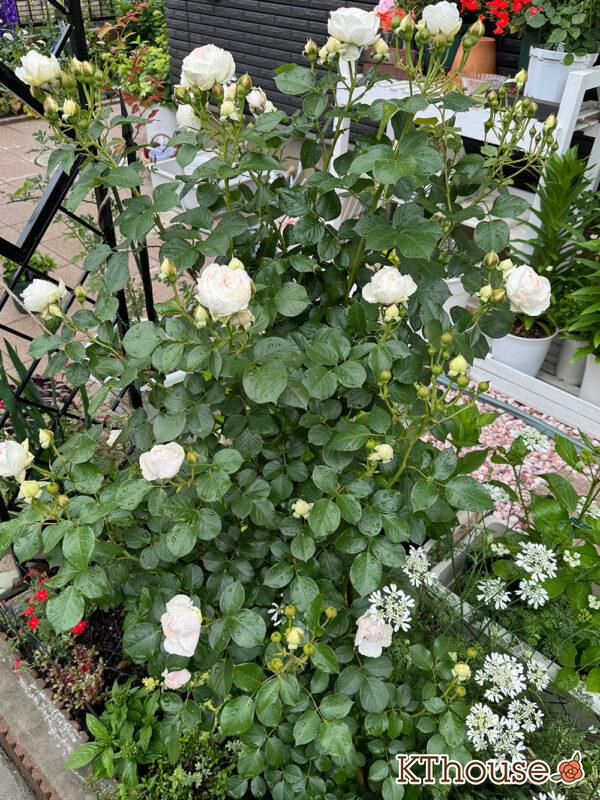 シュラブローズ・バラ「クリスティアーナ(christiana)」2025/5/12