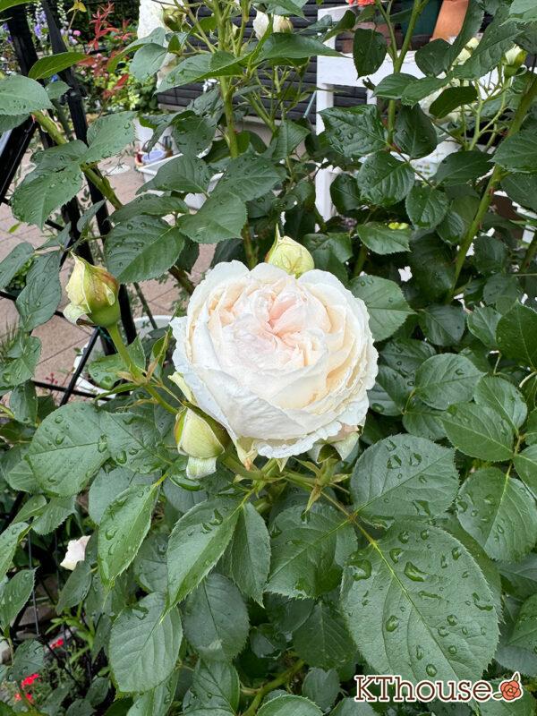 シュラブローズ・バラ「クリスティアーナ(christiana)」2025/5/12