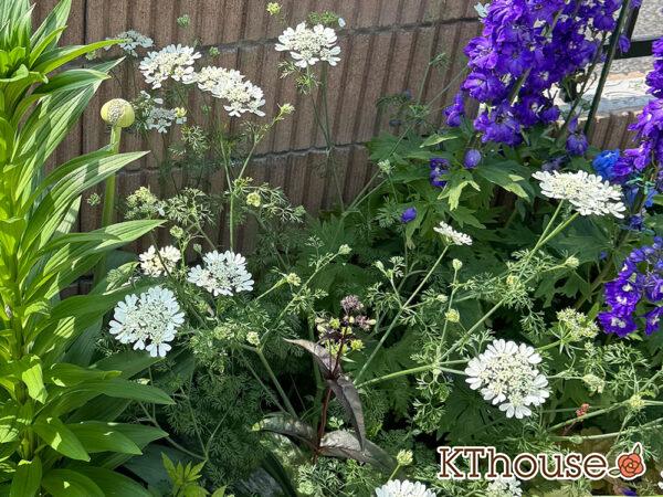 オルラヤ・オルレア(ホワイトレースフラワー)(Orlaya grandiflora)2025/5/13