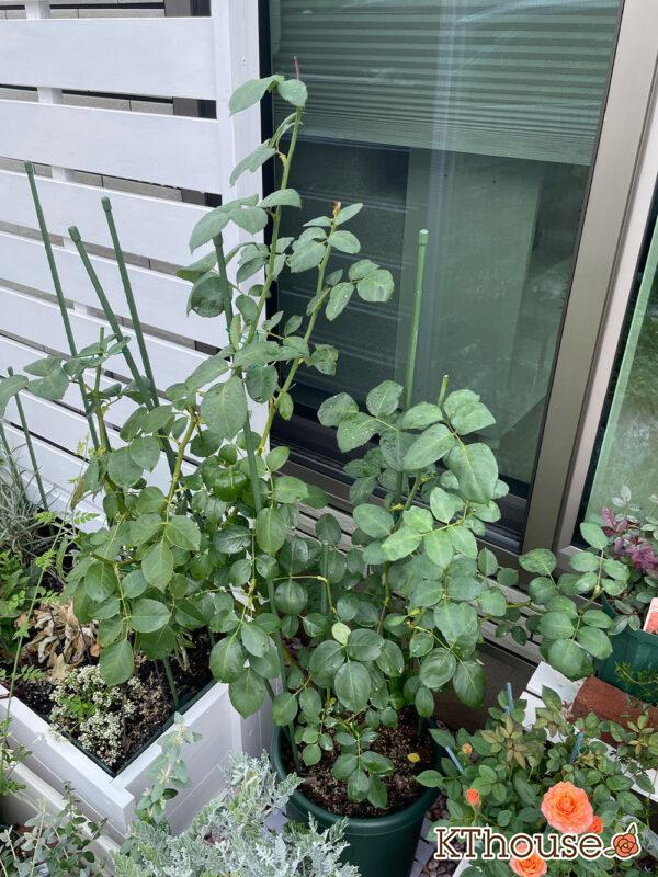 バラ・ブルームーン(rose blue moon) 2024/7/5