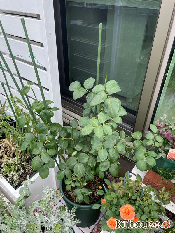 バラ・ブルームーン(rose blue moon) 2024/7/5