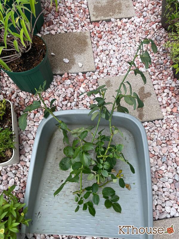 バラ・ブルームーン(rose blue moon) 2024/7/5