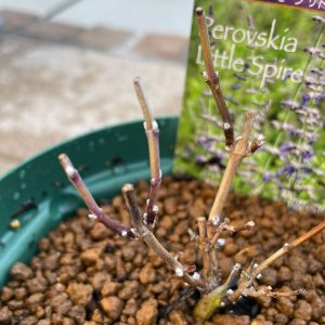 ロシアンセージ・リトル スパイヤー 1/31