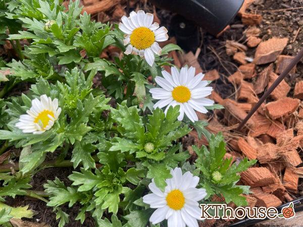 クリサンセマム(ノースポール/Chrysanthemum)2024/2/1