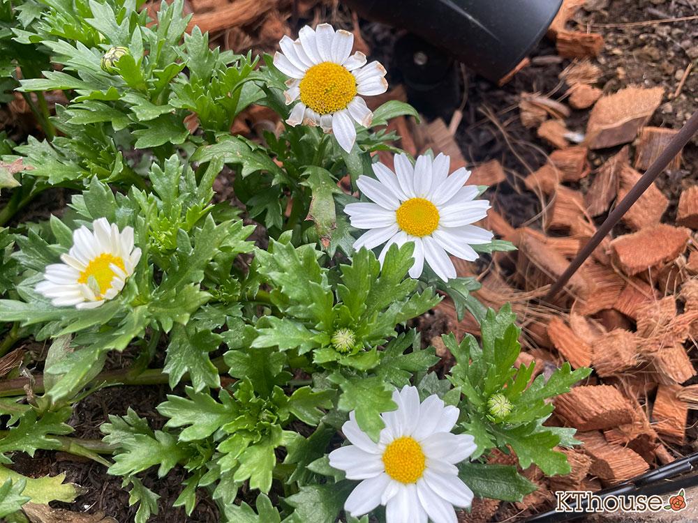 クリサンセマム(ノースポール/Chrysanthemum)2024/2/1