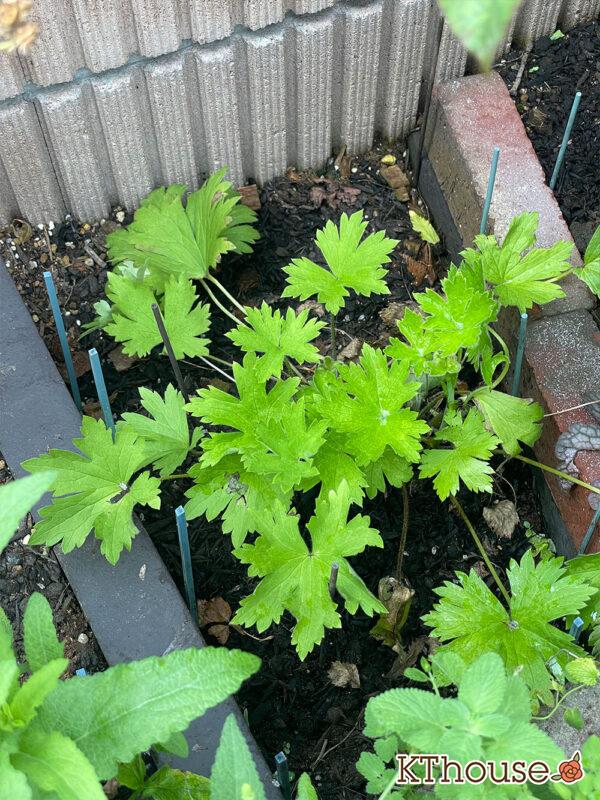 デルフィニウムF1オーロラ・ブルーインプ Delphinium F1 Aurora Blue Imp 2024/7/6