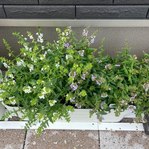 アンゲロニア プランター 白とブルー 2024/7/6