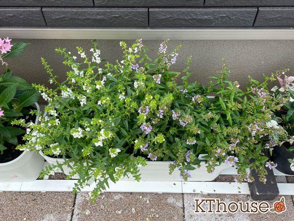 アンゲロニア プランター 白とブルー 2024/7/6