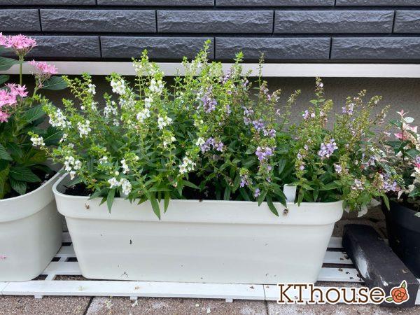 アンゲロニア プランター 白とブルー 2024/7/6