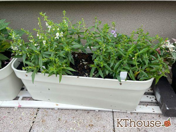 アンゲロニア プランター 白とブルー 2024/7/7