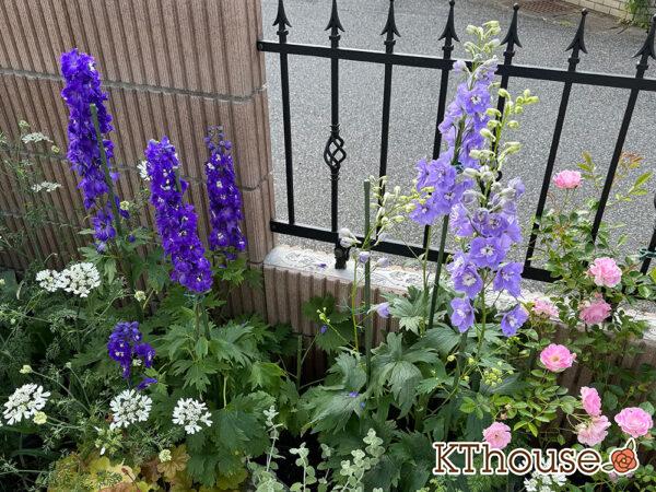 デルフィニウム・オーロラ 2025/5/14