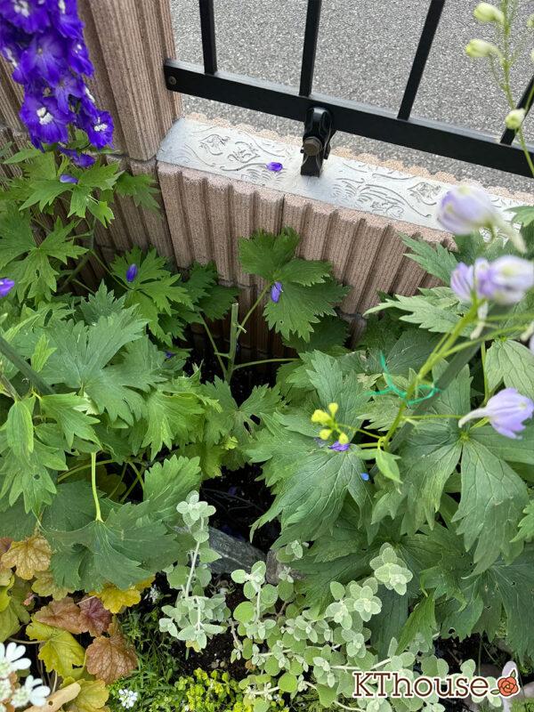 デルフィニウム・オーロラ ブルーインプ 2025/5/14