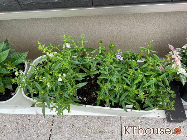 アンゲロニア プランター 白とブルー 2024/7/7