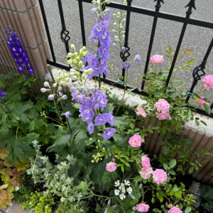 デルフィニウム・オーロラ ラベンダー 2025/5/14