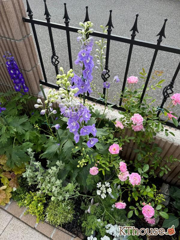 デルフィニウム・オーロラ ラベンダー 2025/5/14