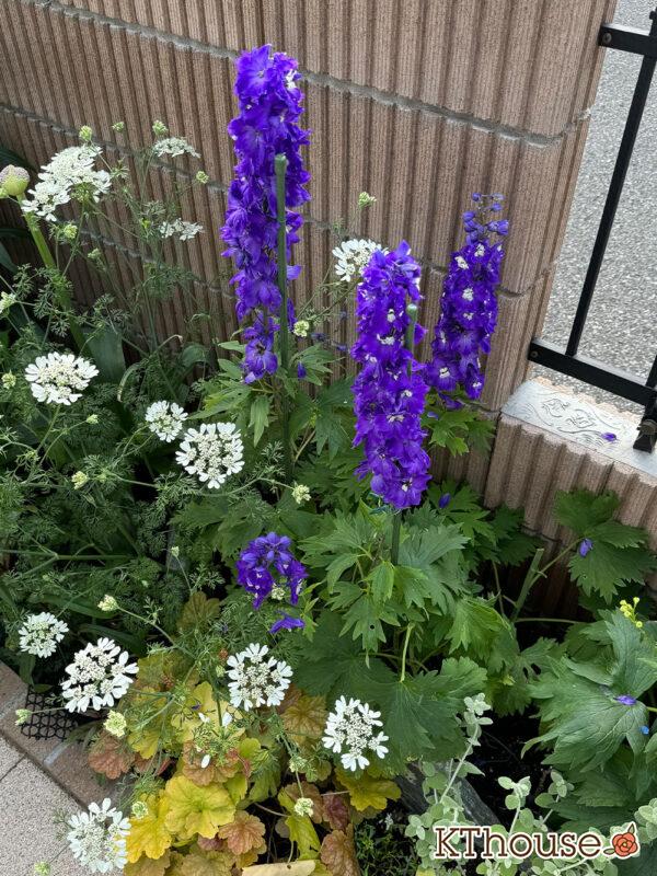 デルフィニウム・オーロラ ディープパープル 2025/5/14