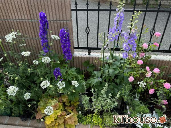 デルフィニウム・オーロラ 2025/5/14