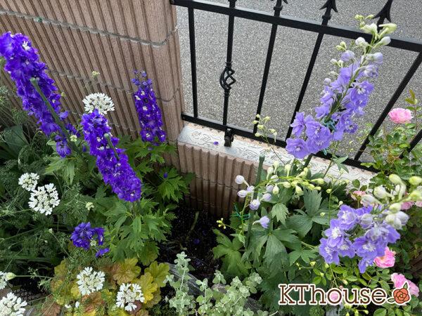 デルフィニウム・オーロラ 2025/5/14