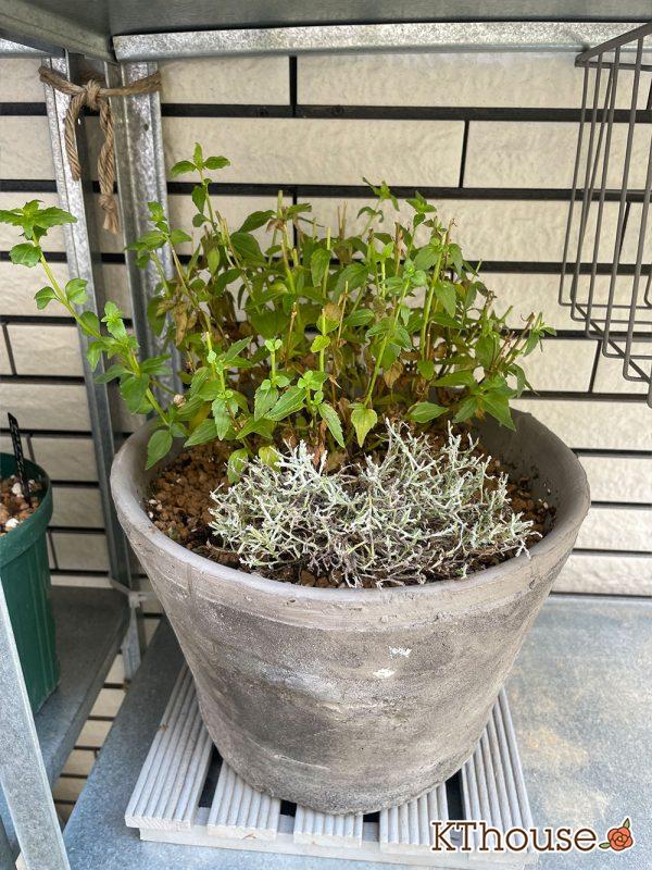 PWネメシア アロマンス バニラチェリー、カロケファルス シルバーブッシュ 2024/7/8