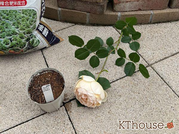 バラ ジュード・ジ・オブスキュア(David Austin Jude the obscure) 挿し木 2025/5/16