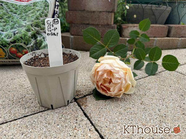 バラ ジュード・ジ・オブスキュア(David Austin Jude the obscure) 挿し木 2025/5/16