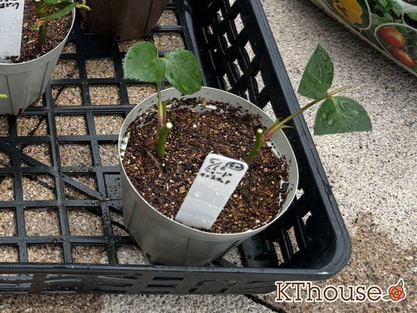 バラ ジュード・ジ・オブスキュア(David Austin Jude the obscure) 挿し木 2025/5/16