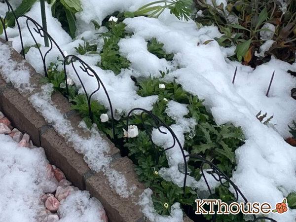 クリサンセマム(ノースポール/Chrysanthemum)2024/2/6