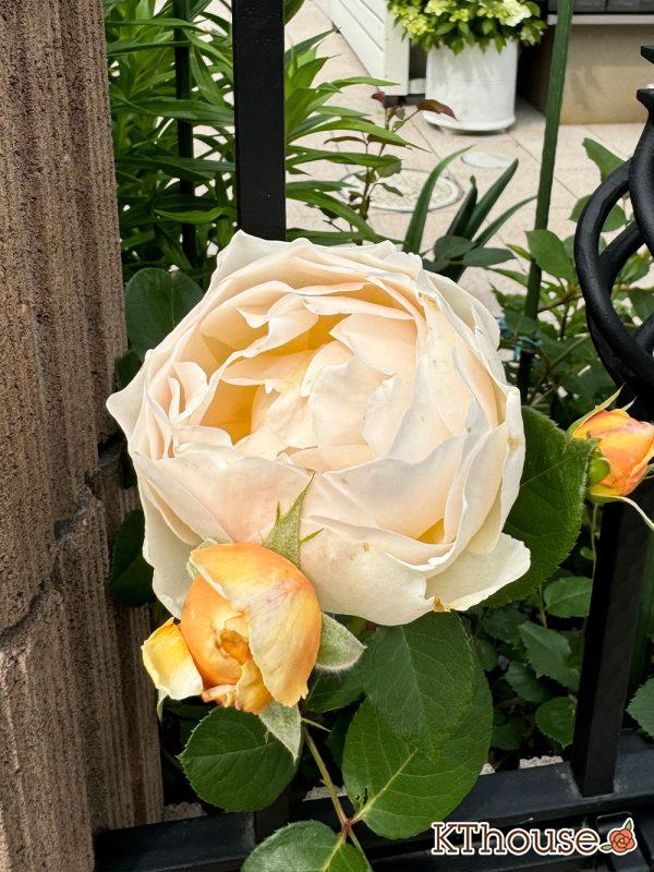 イングリッシュローズ・シュラブバラ ジュード・ジ・オブスキュア(David Austin Jude the obscure) 2025/5/16