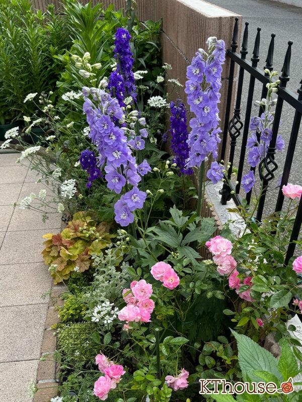 デルフィニウム・オーロラ ラベンダー 2025/5/16