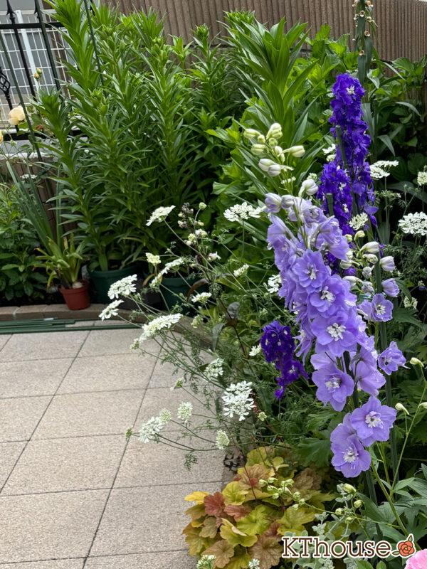 オルラヤ・オルレア(ホワイトレースフラワー)(Orlaya grandiflora)2025/5/16