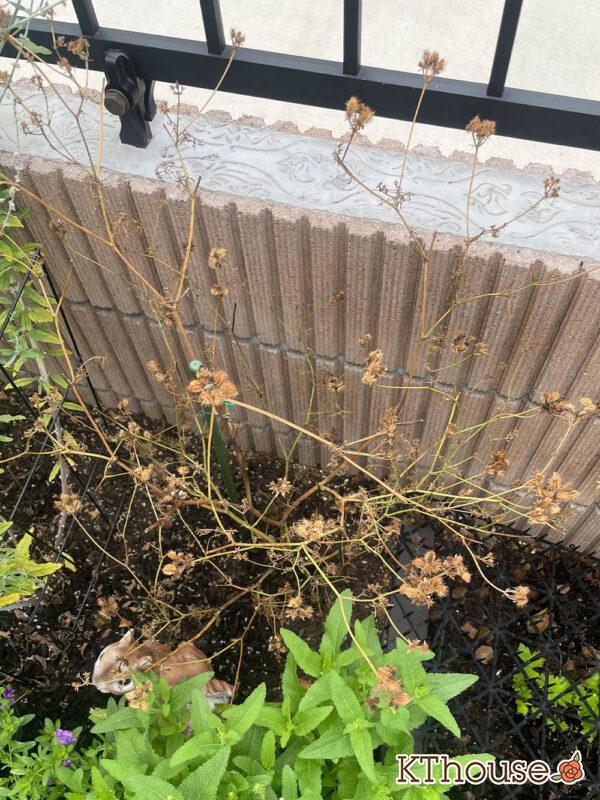 オルレア・オルラヤ（ホワイトレースフラワー）（Orlaya grandiflora 'Pieris White'）2024/7/10